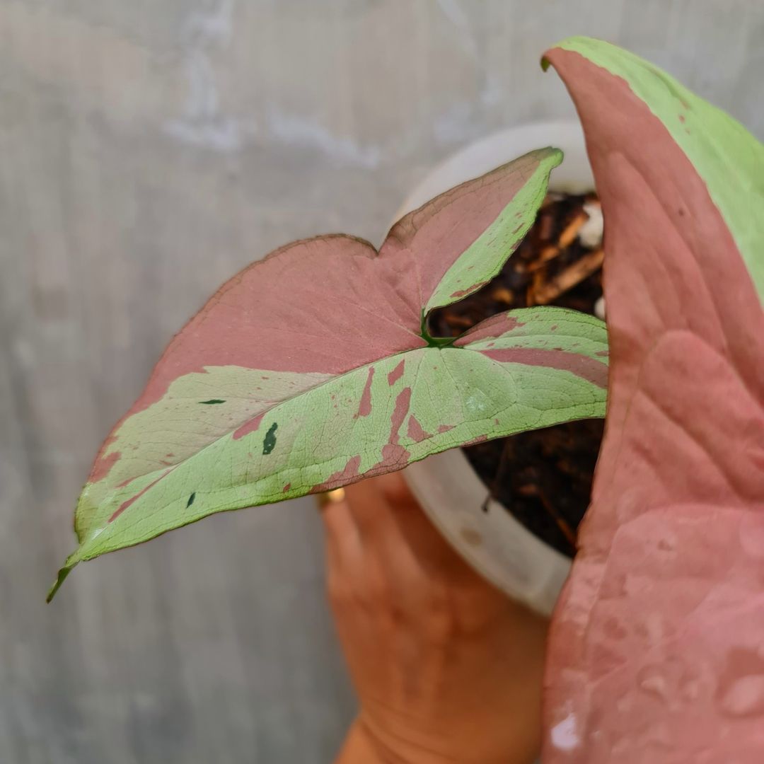 Syngonium Pink Salmon Variegated Tropical Plants KOKONATPLANT