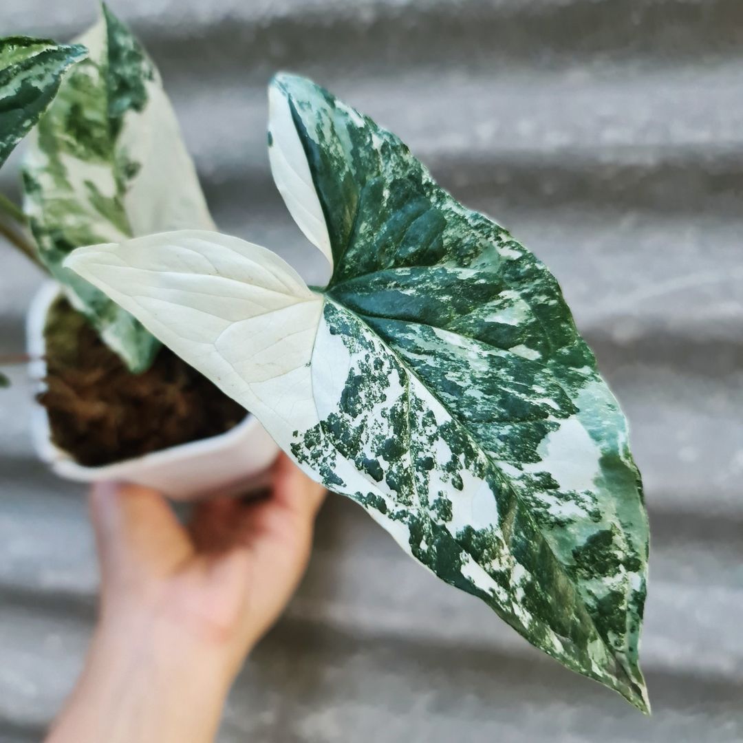 Syngonium Albo Variegated white variegated tropical plants KOKONATPLANT