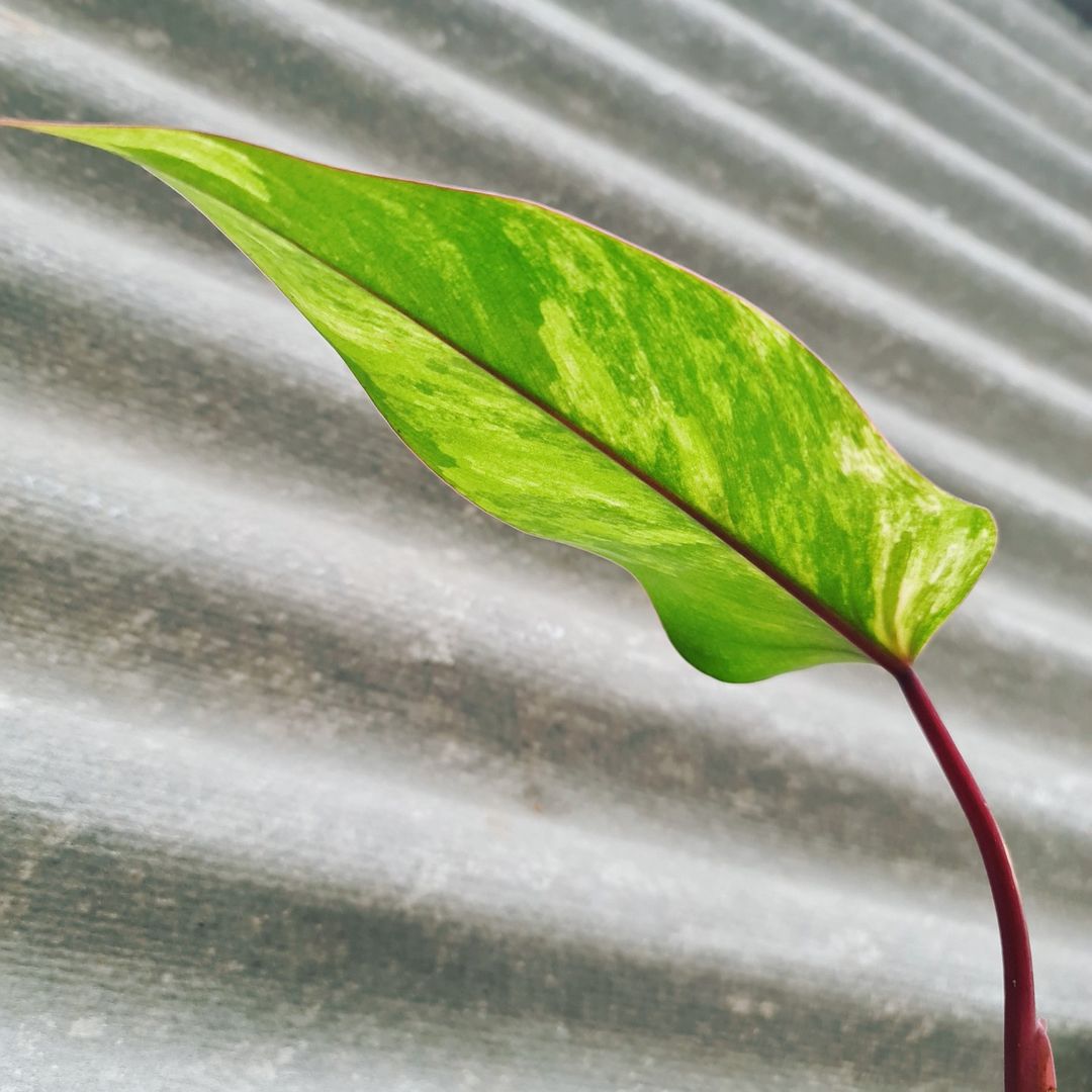 Philodendron Strawberry Shake Variegated Tropical Plants KOKONATPLANT