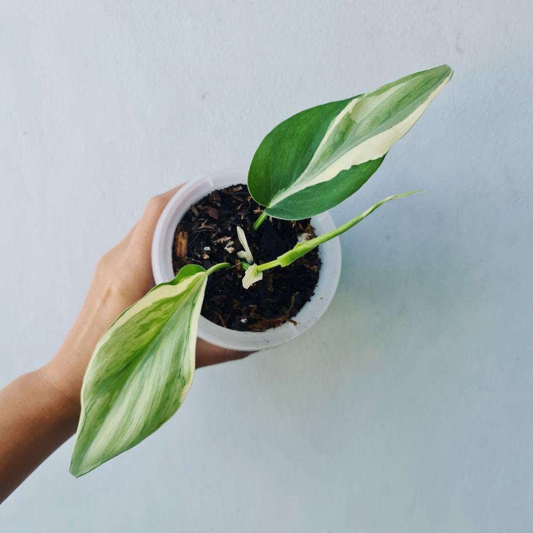 Philodendron Rio Tropical Plants KOKONATPLANT