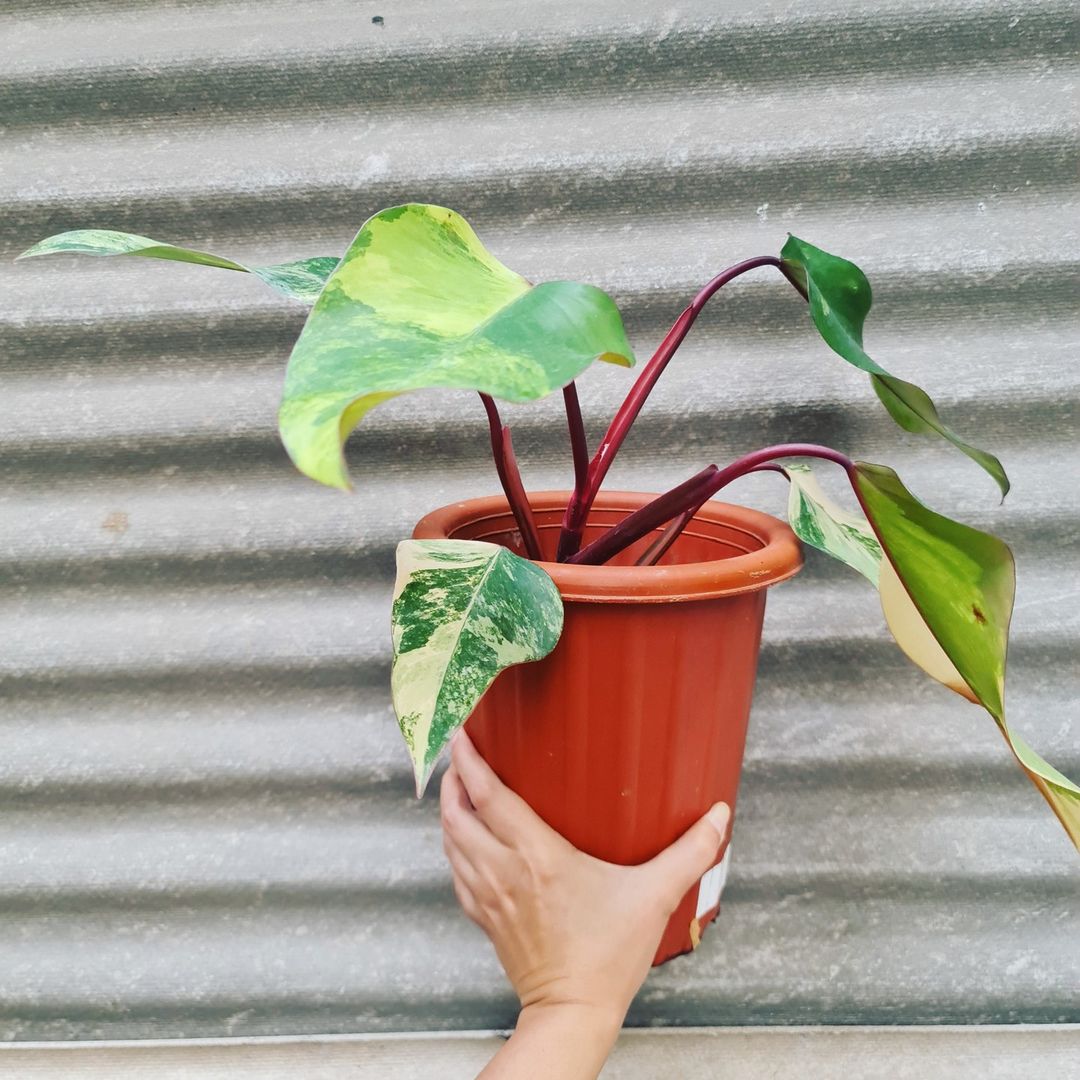 Philodendron Strawberry Shake Variegated Tropical Plants KOKONATPLANT