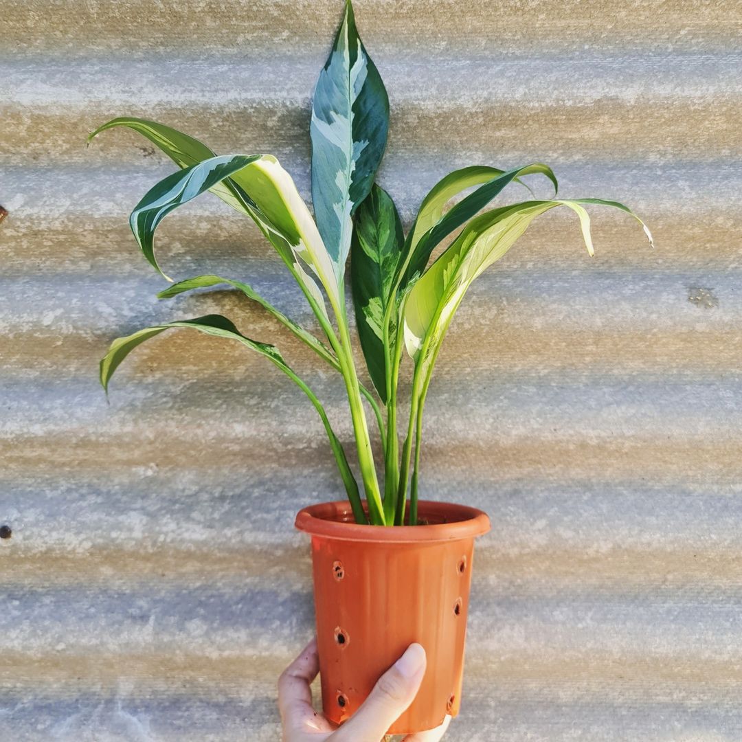 Spatiphyllum Variegated Peace Lily Tropical Plants KOKONATPLANT
