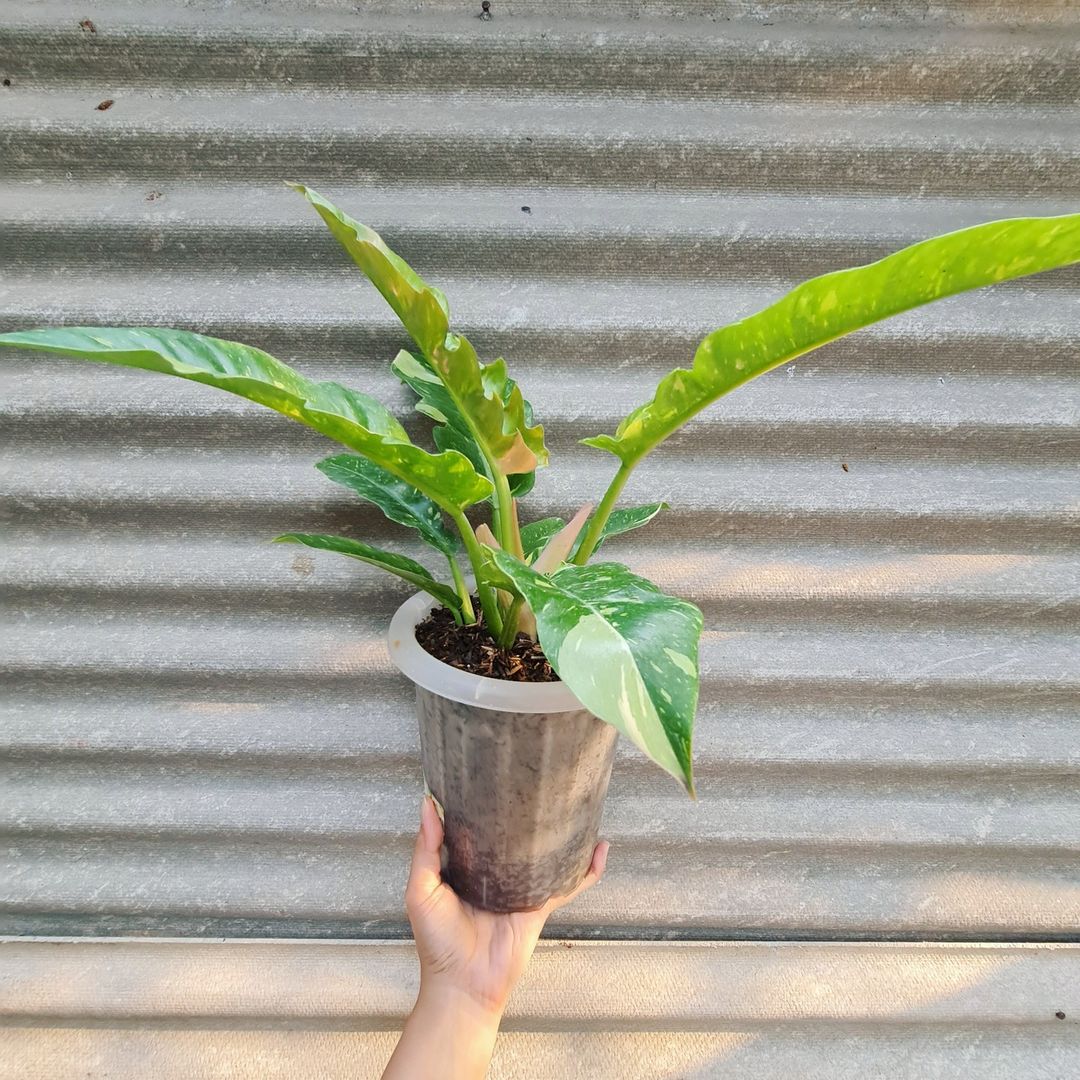 Philodendron Ring Of Fire Tropical Plants KOKONATPLANT
