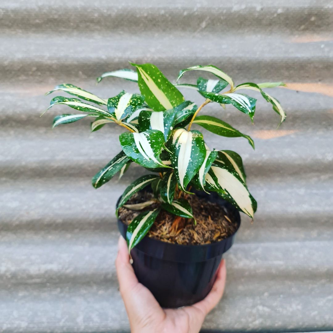 Dracaena Milkyway Milky Way KOKONATPLANT