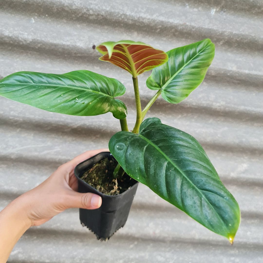 Philodendron Subhastatum Bicolor Tropical Plants KOKONATPLANT