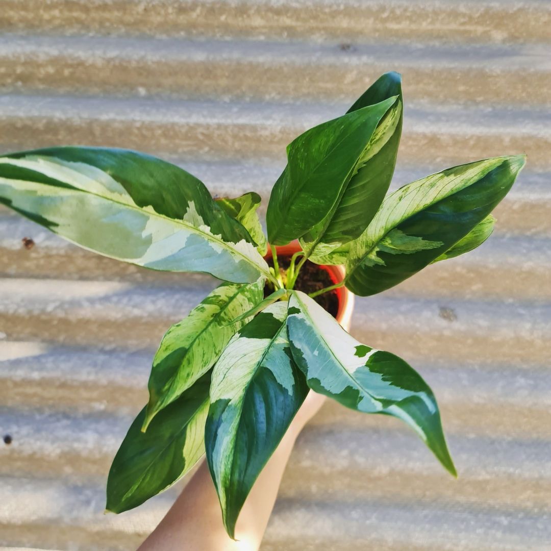 Spatiphyllum Variegated Peace Lily Tropical Plants KOKONATPLANT