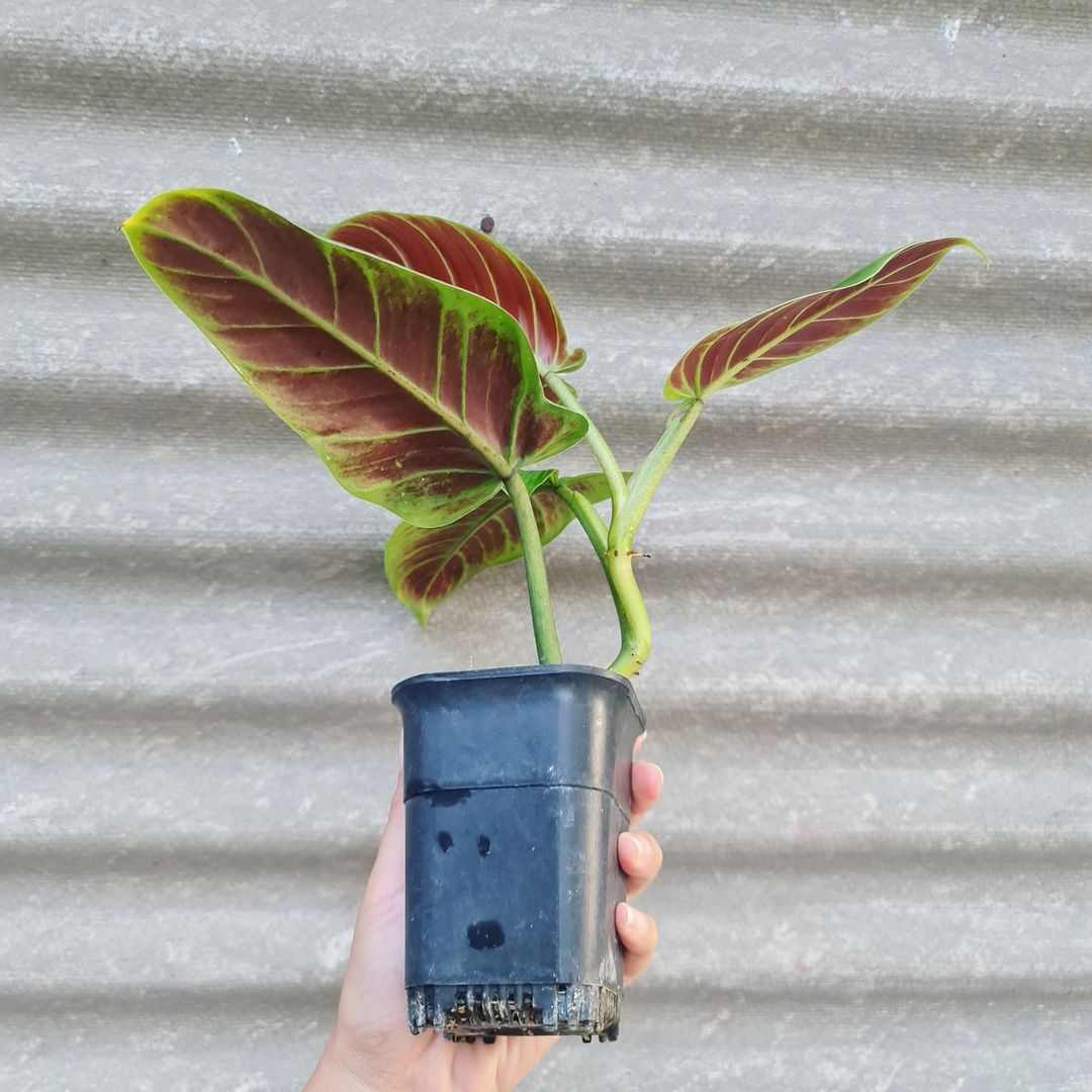 Philodendron Subhastatum Bicolor Tropical Plants KOKONATPLANT