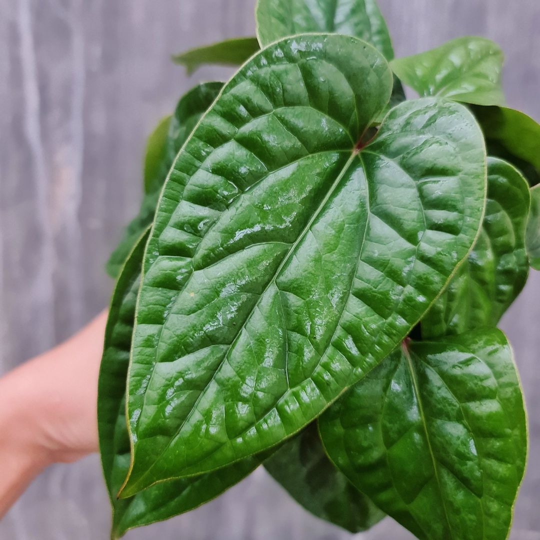 Anthurium Radicans x Luxurians Tropical Plants KOKONATPLANT