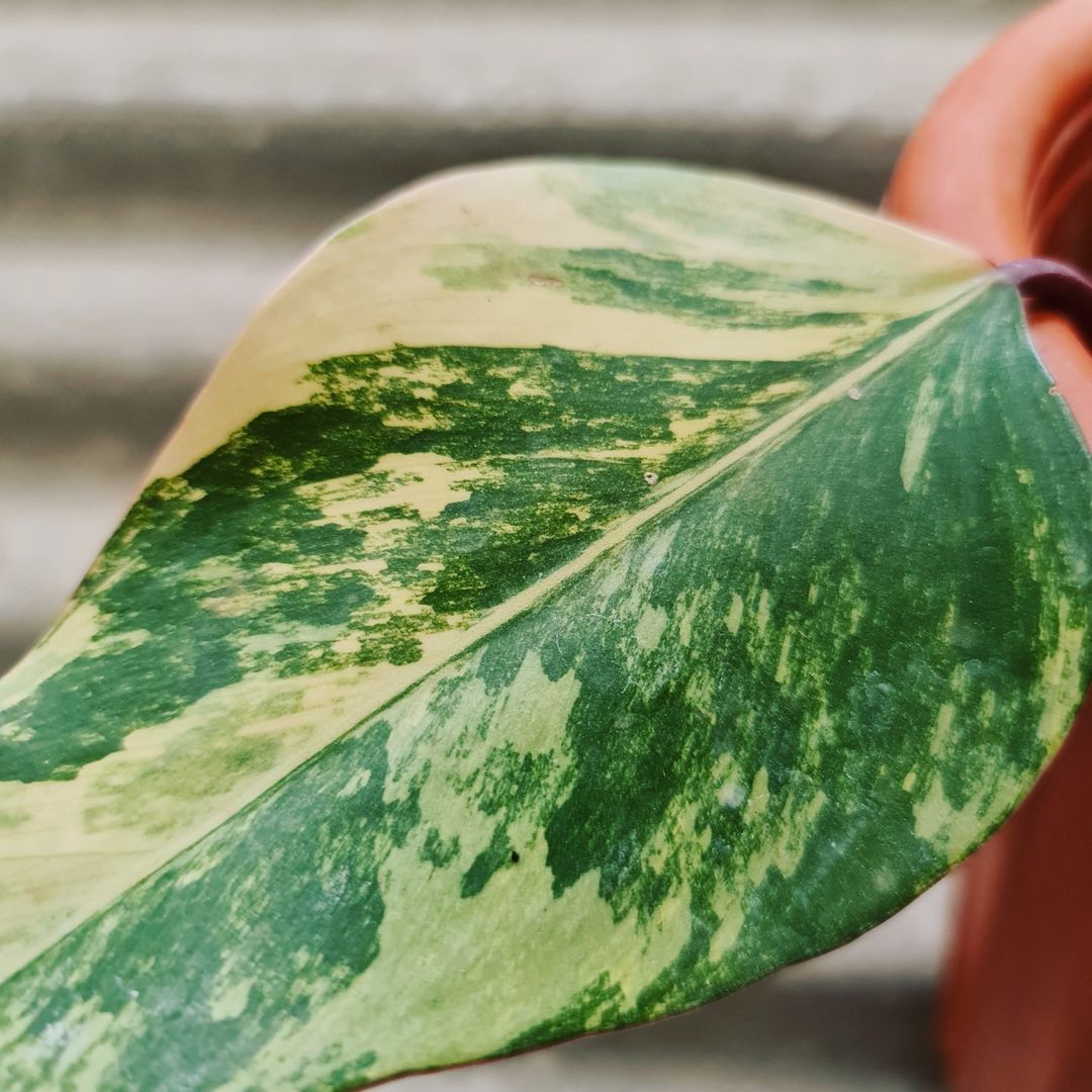 Philodendron Strawberry Shake Variegated Tropical Plants KOKONATPLANT