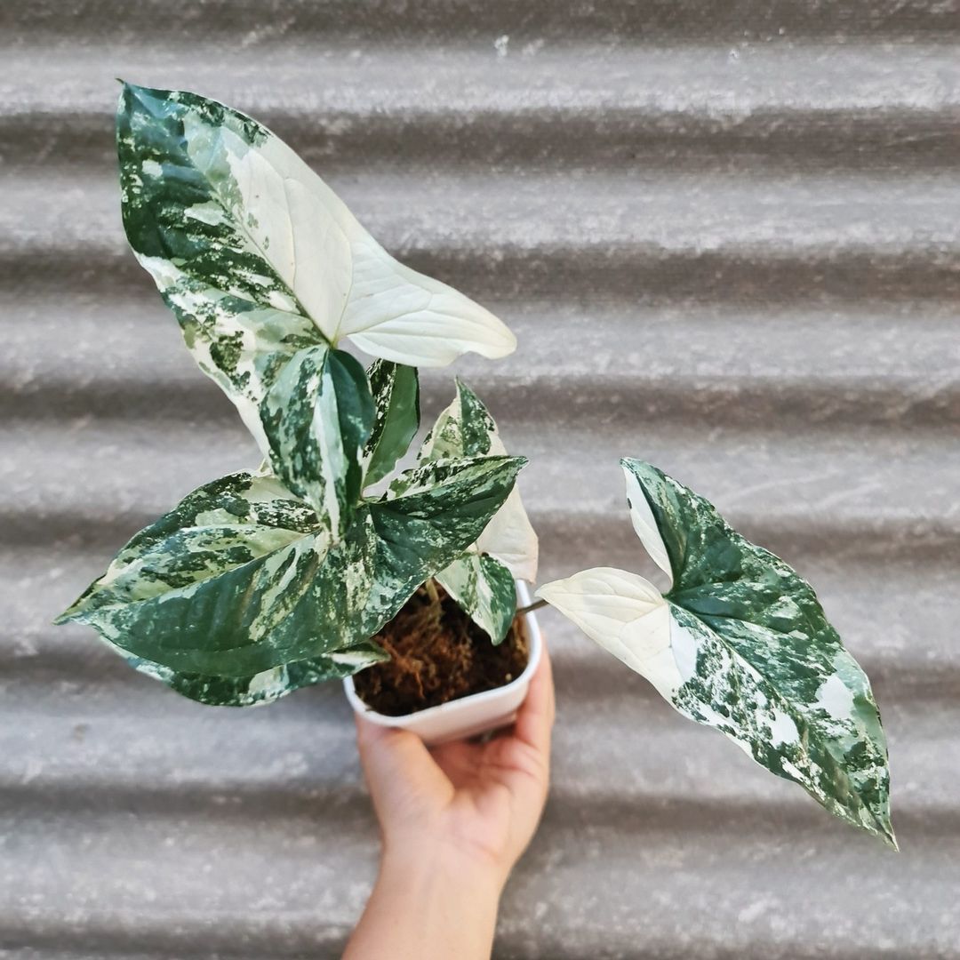 Syngonium Albo Variegated white variegated tropical plants KOKONATPLANT