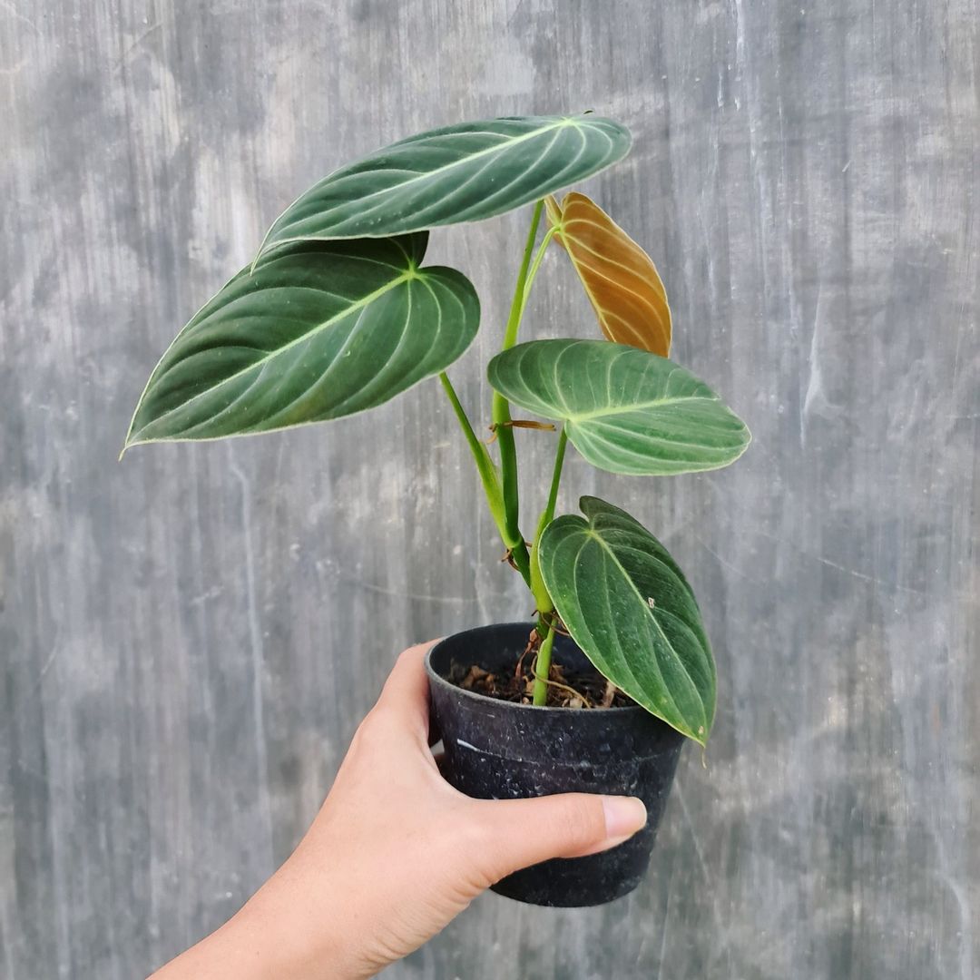 Philodendron Melanochrysum Tropical Plants KOKONATPLANT