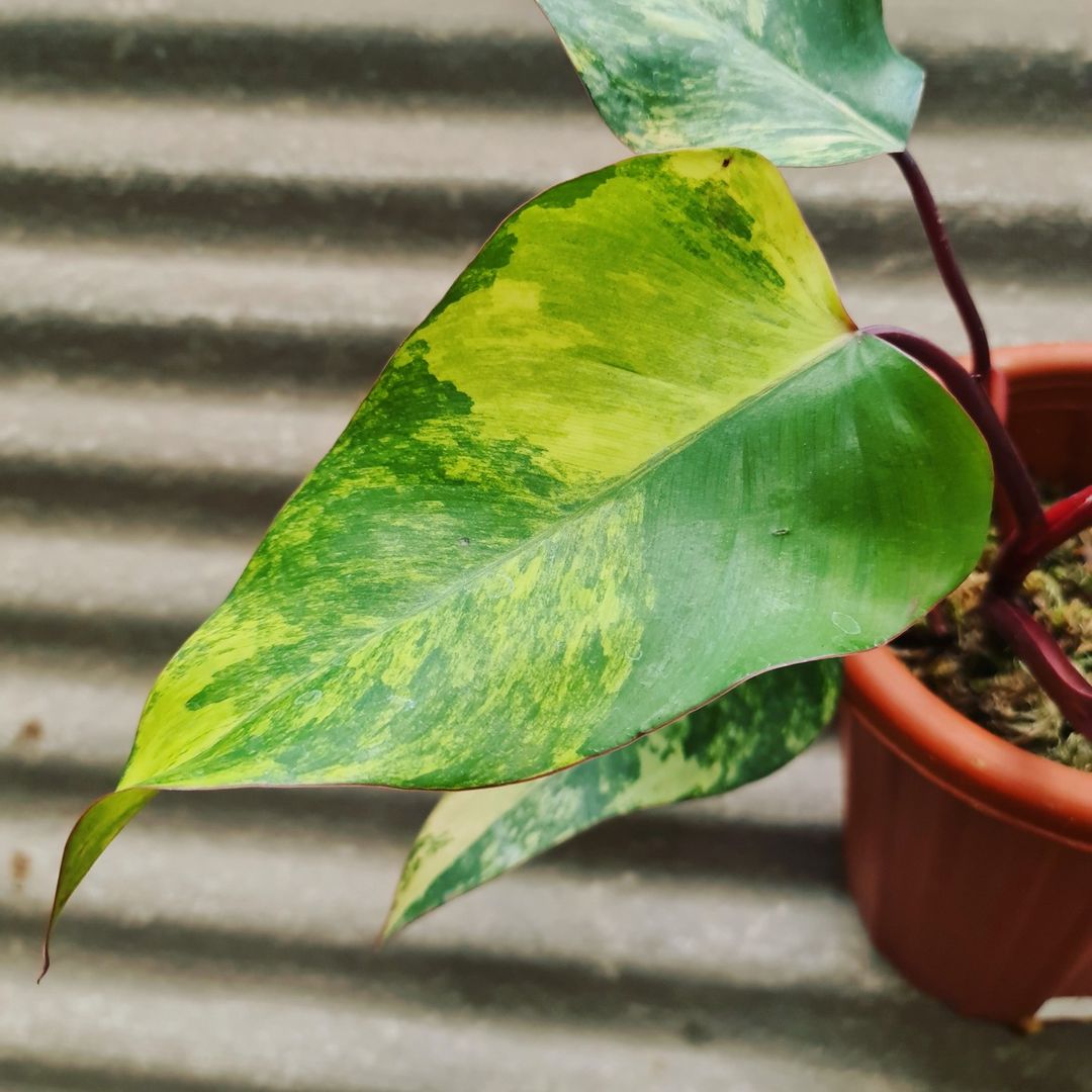 Philodendron Strawberry Shake Variegated Tropical Plants KOKONATPLANT