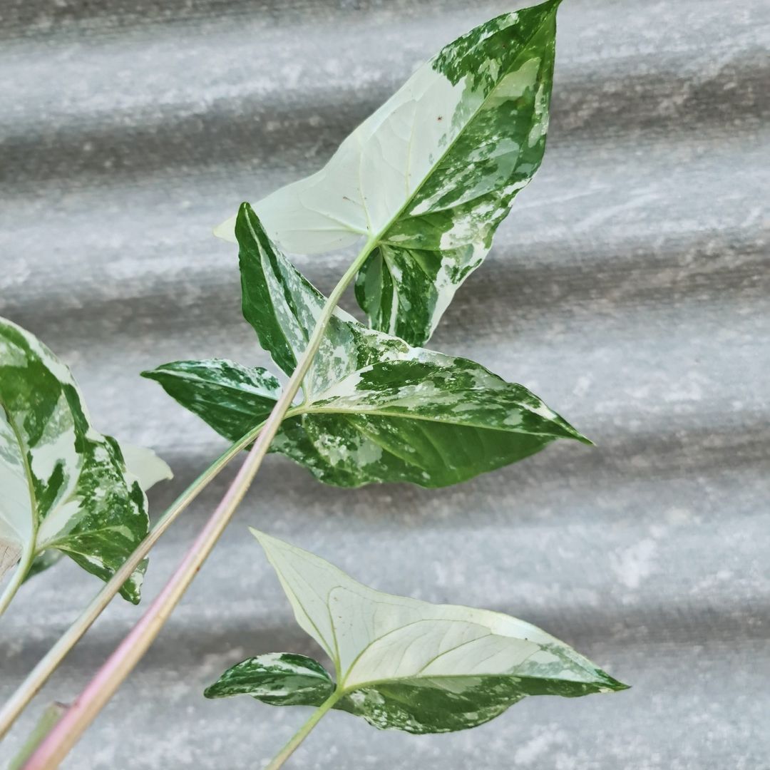 Syngonium Albo Variegated white variegated tropical plants KOKONATPLANT