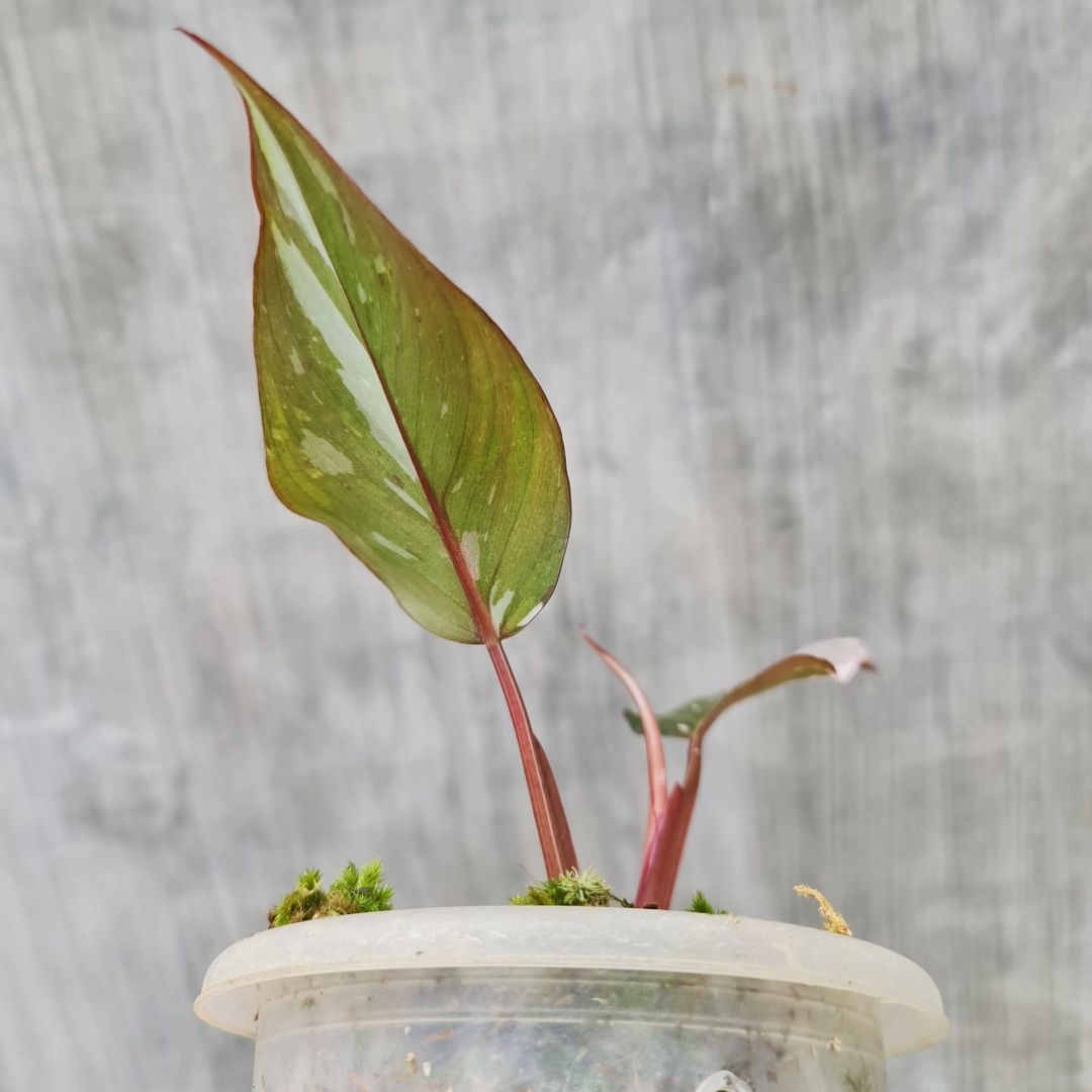 Philodendron Red Anderson Variegated Tropical plants KOKONATPLANT