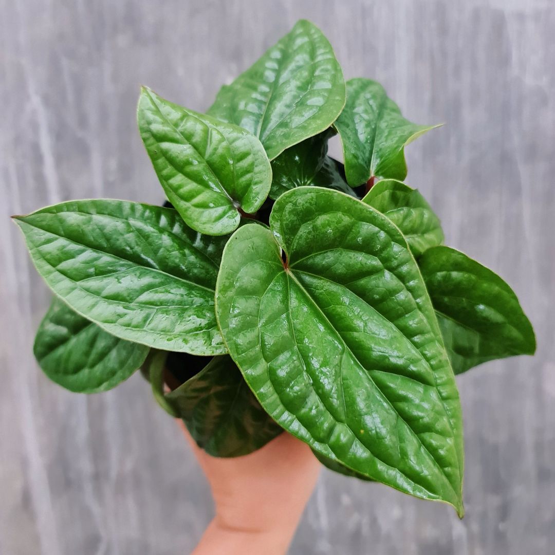Anthurium Radicans x Luxurians Tropical Plants KOKONATPLANT