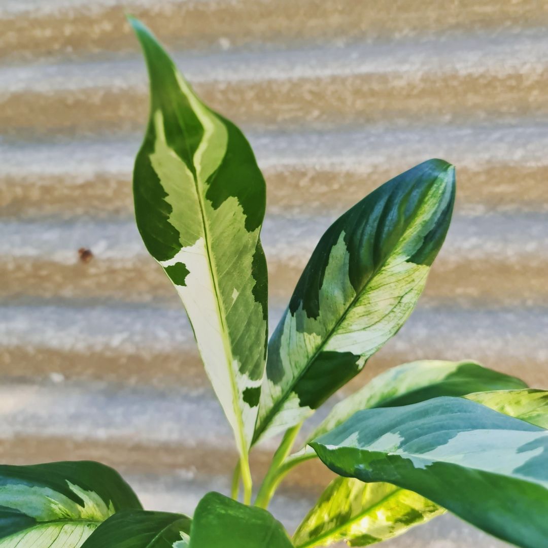 Spatiphyllum Variegated Peace Lily Tropical Plants KOKONATPLANT