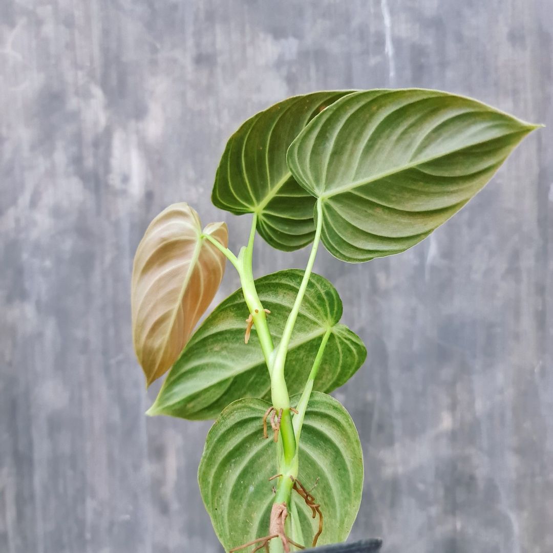 Philodendron Melanochrysum Tropical Plants KOKONATPLANT