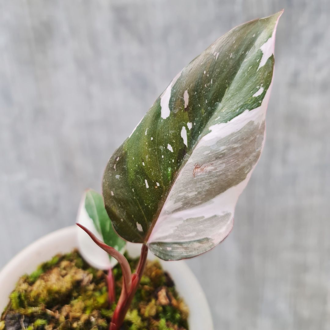 Philodendron Red Anderson Variegated Tropical plants KOKONATPLANT