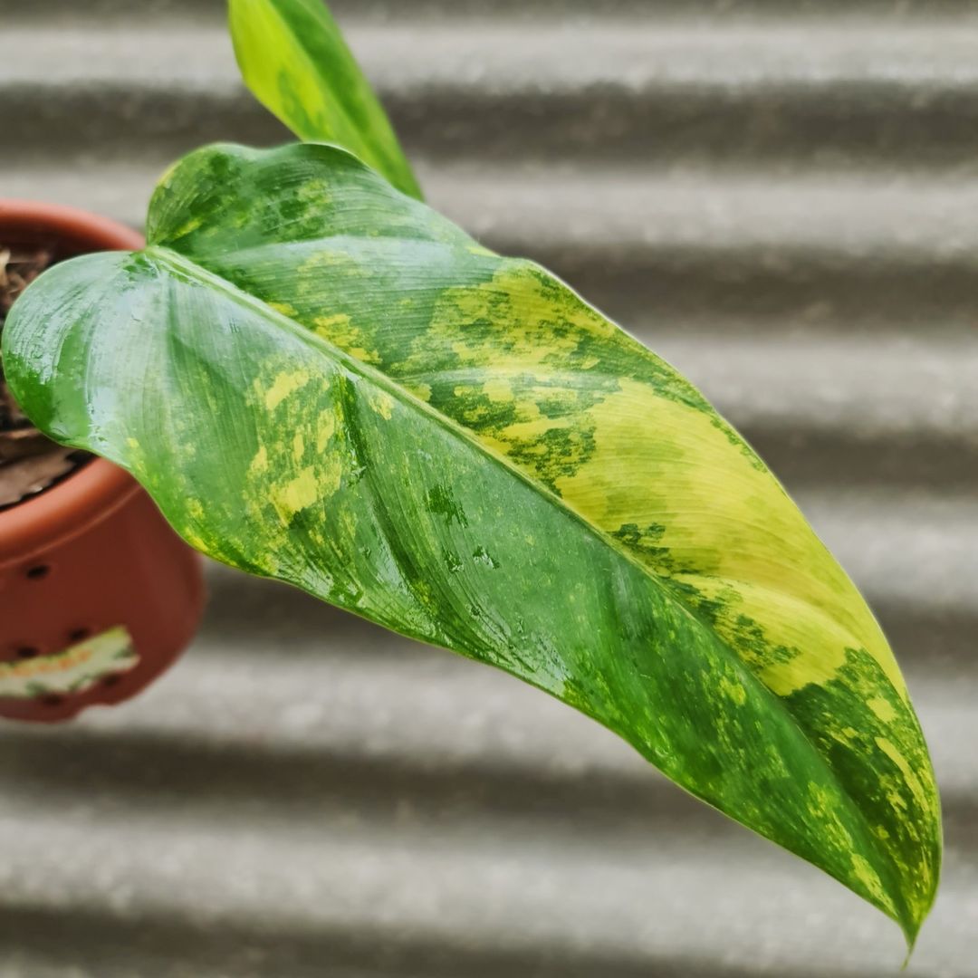 Philodendron Domesticum Variegated Tropical Plants KOKONATPLANT