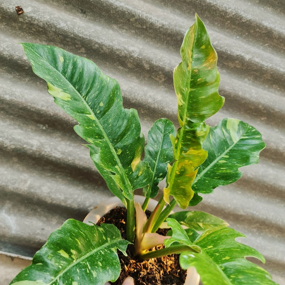Philodendron Ring Of Fire Tropical Plants KOKONATPLANT