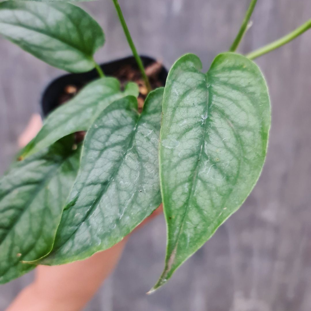 Monstera Siltepecana Tropical Plants KOKONATPLANT