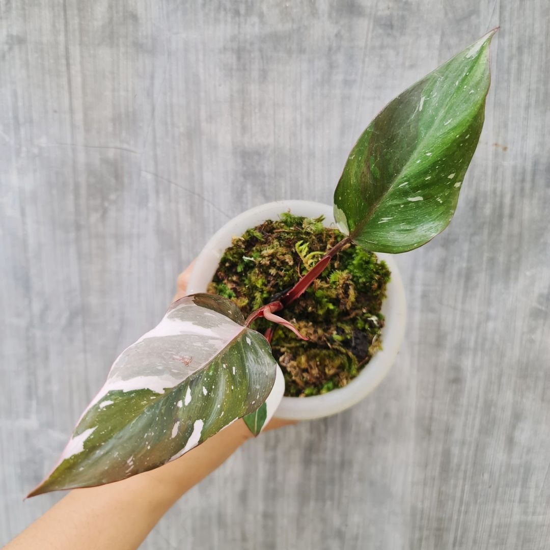 Philodendron Red Anderson Variegated Tropical plants KOKONATPLANT