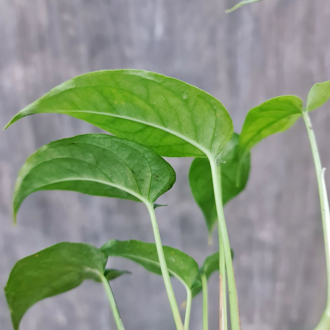 Monstera Siltepecana Tropical Plants KOKONATPLANT