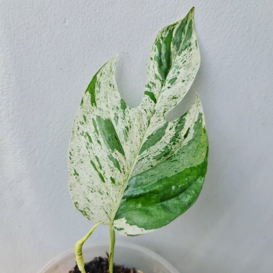 Epipremnum Pinnatum Marble variegated KOKONATPLANT