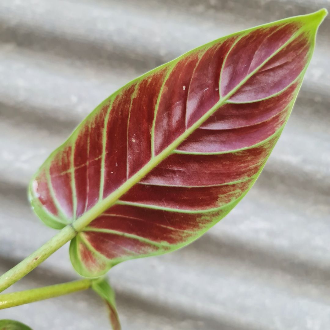 Philodendron Subhastatum Bicolor Tropical Plants KOKONATPLANT