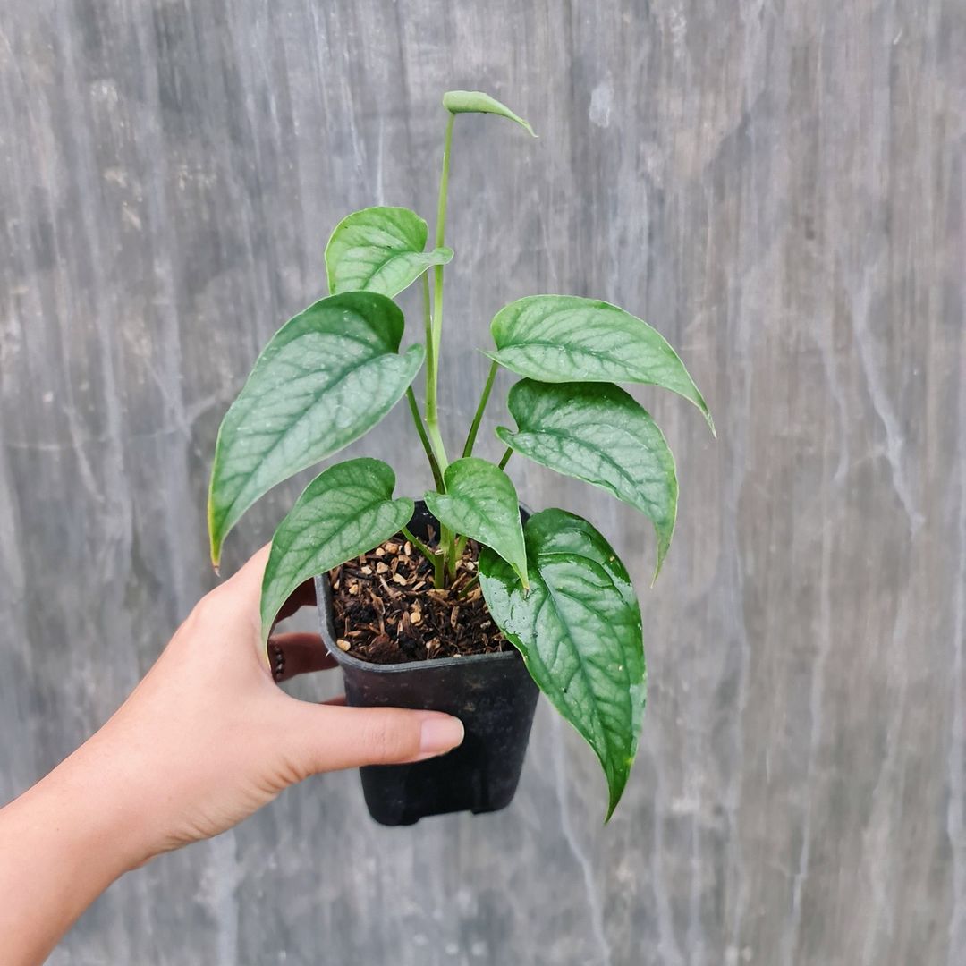 Monstera Siltepecana Tropical Plants KOKONATPLANT