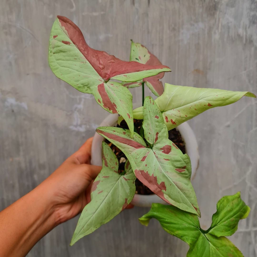 Syngonium Pink Salmon Variegated Tropical Plants KOKONATPLANT