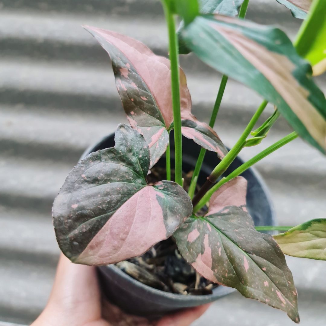 Syngonium Pink Splash variegated tropical plants KOKONATPLANT