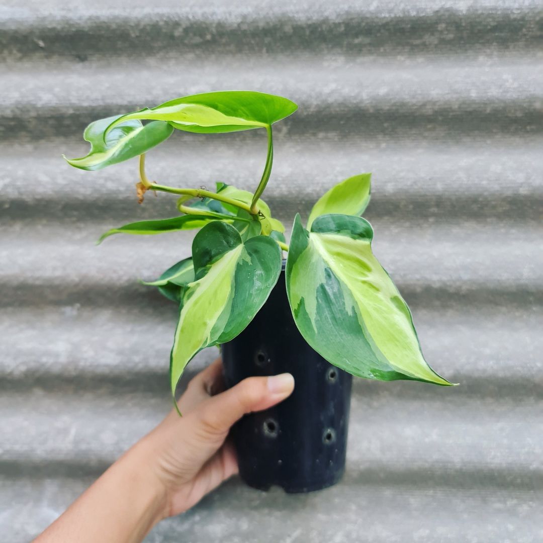Philodendron Cream Splash Tropical Plants KOKONATPLANT
