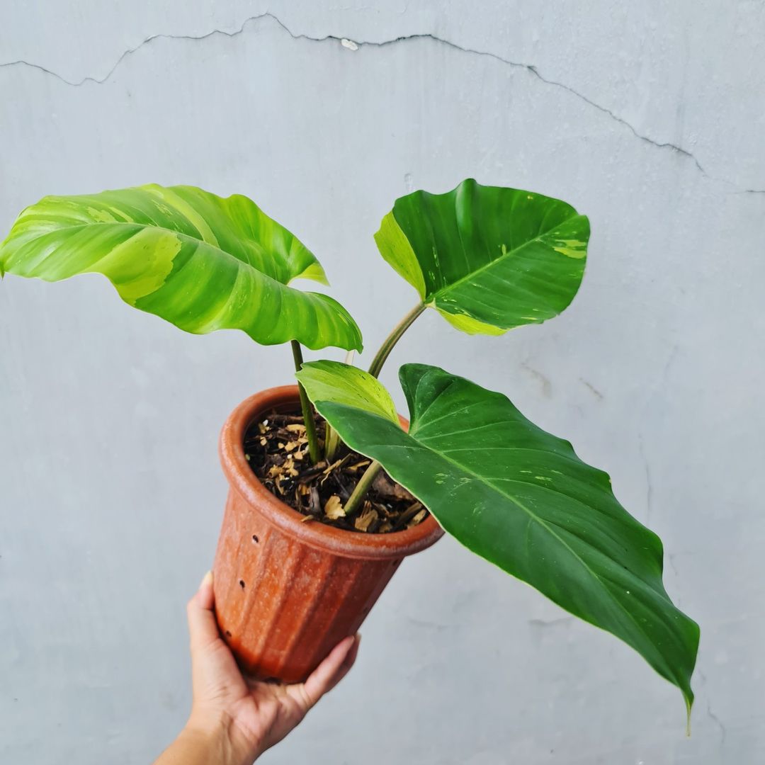Philodendron Jungle Fever Variegated Tropical Plants KOKONATPLANT