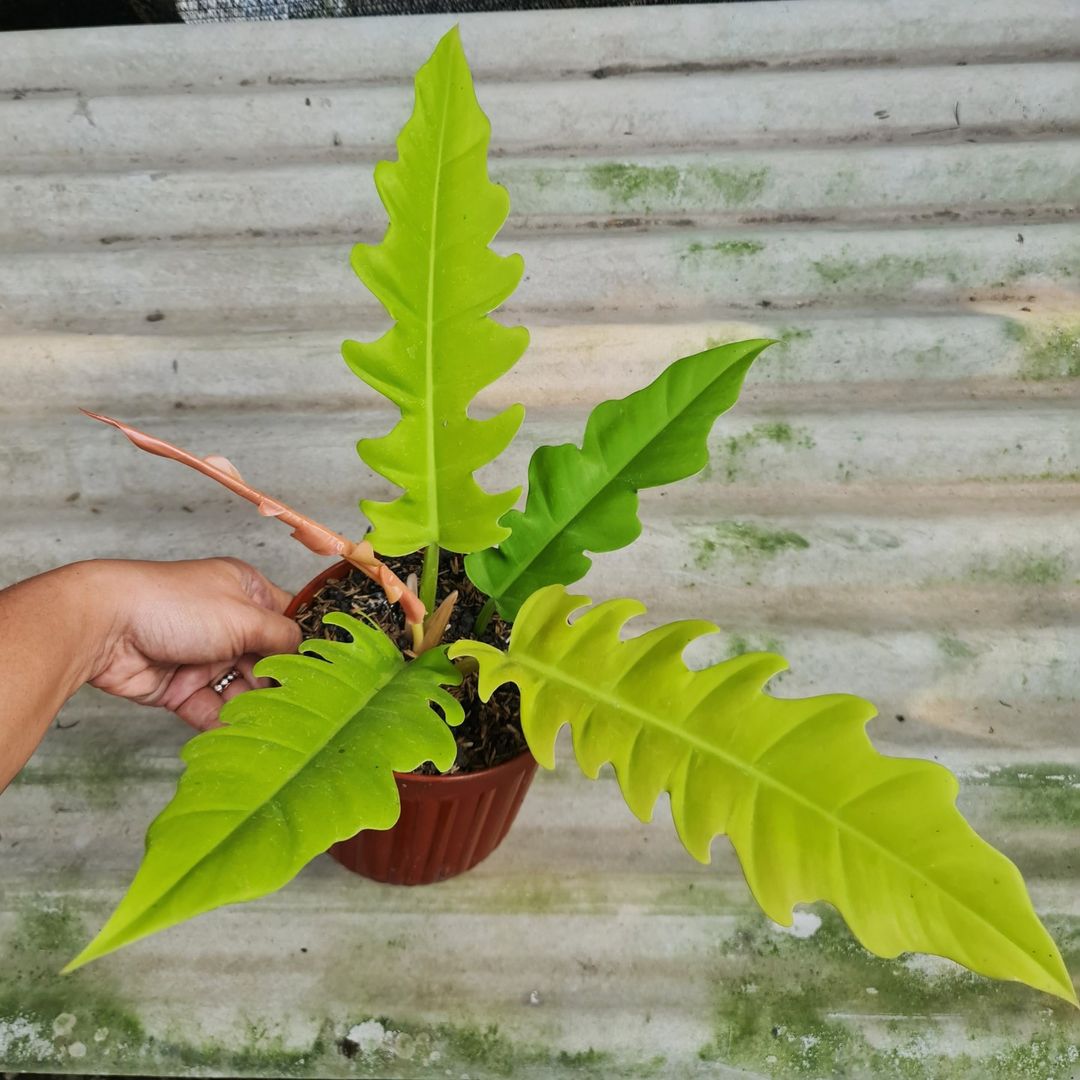 Philodendron Golden Saw Crocodile Tropical Plants KOKONATPLANT