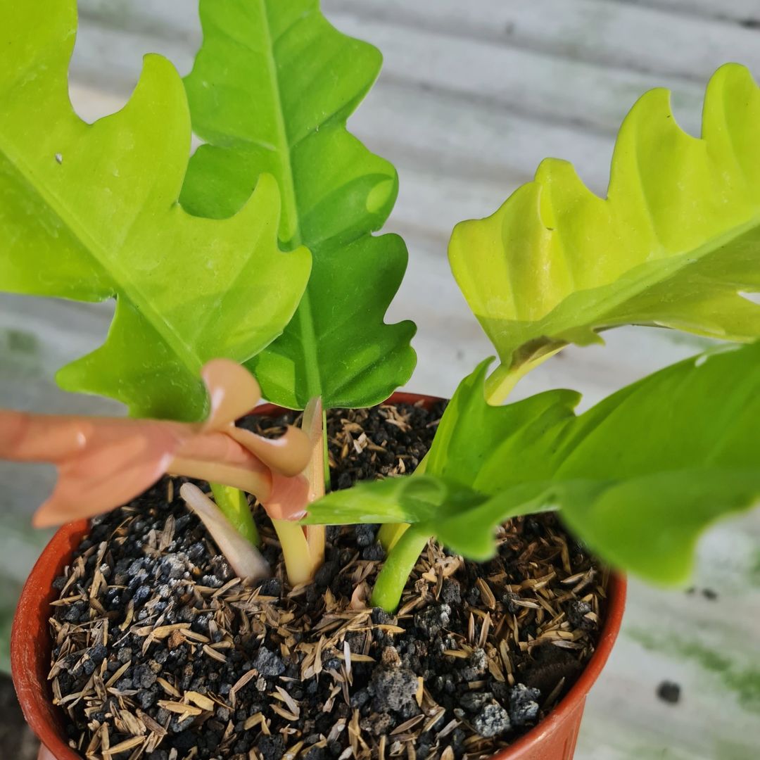 Philodendron Golden Saw Crocodile Tropical Plants KOKONATPLANT