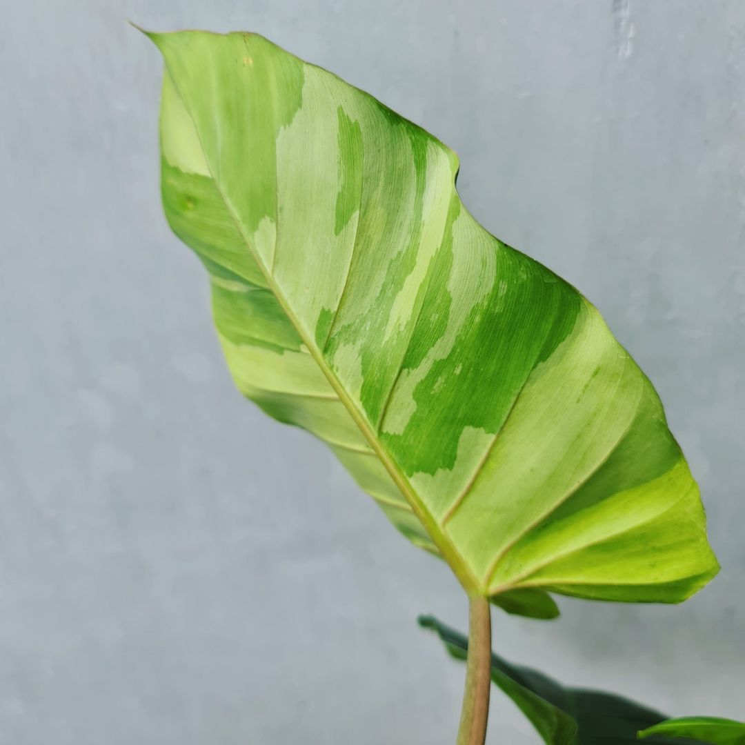 Philodendron Jungle Fever Variegated Tropical Plants KOKONATPLANT