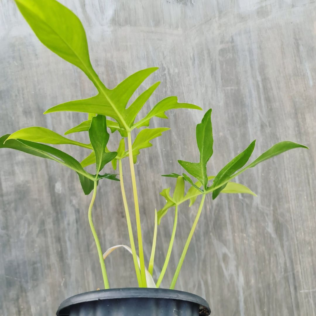 Philodendron Gladhand Glad Hand Tropical Plants KOKONATPLANT