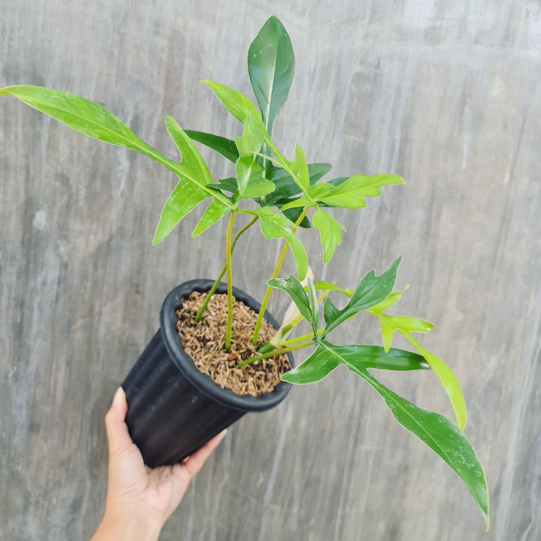 Philodendron Gladhand Glad Hand Tropical Plants KOKONATPLANT
