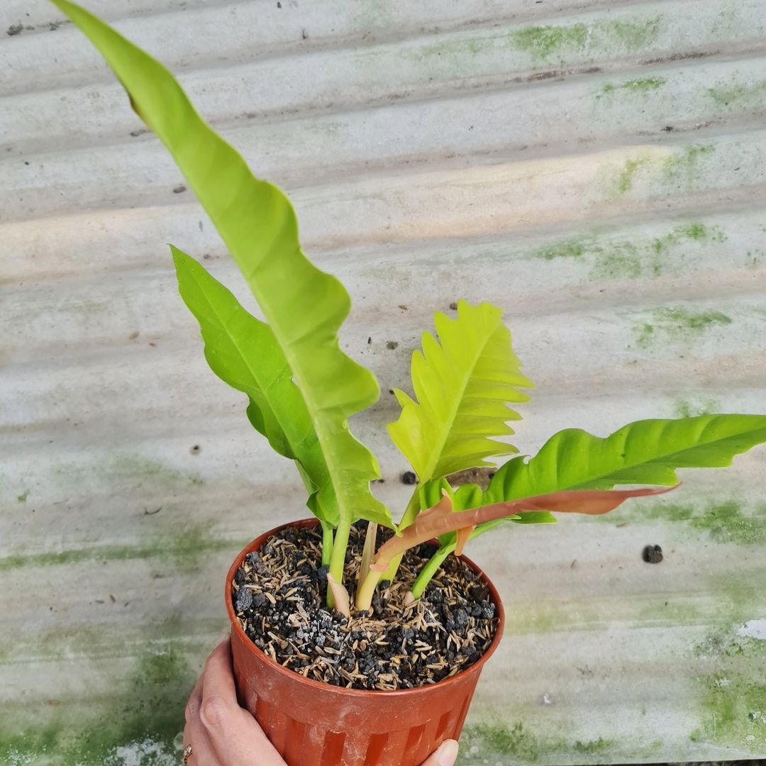 Philodendron Golden Saw Crocodile Tropical Plants KOKONATPLANT