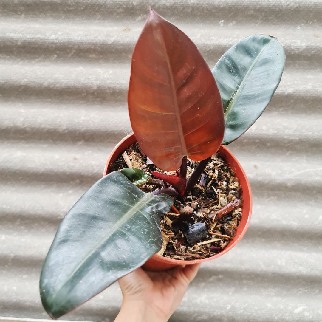 Philodendron Black Cardinal Tropical Plants KOKONATPLANT