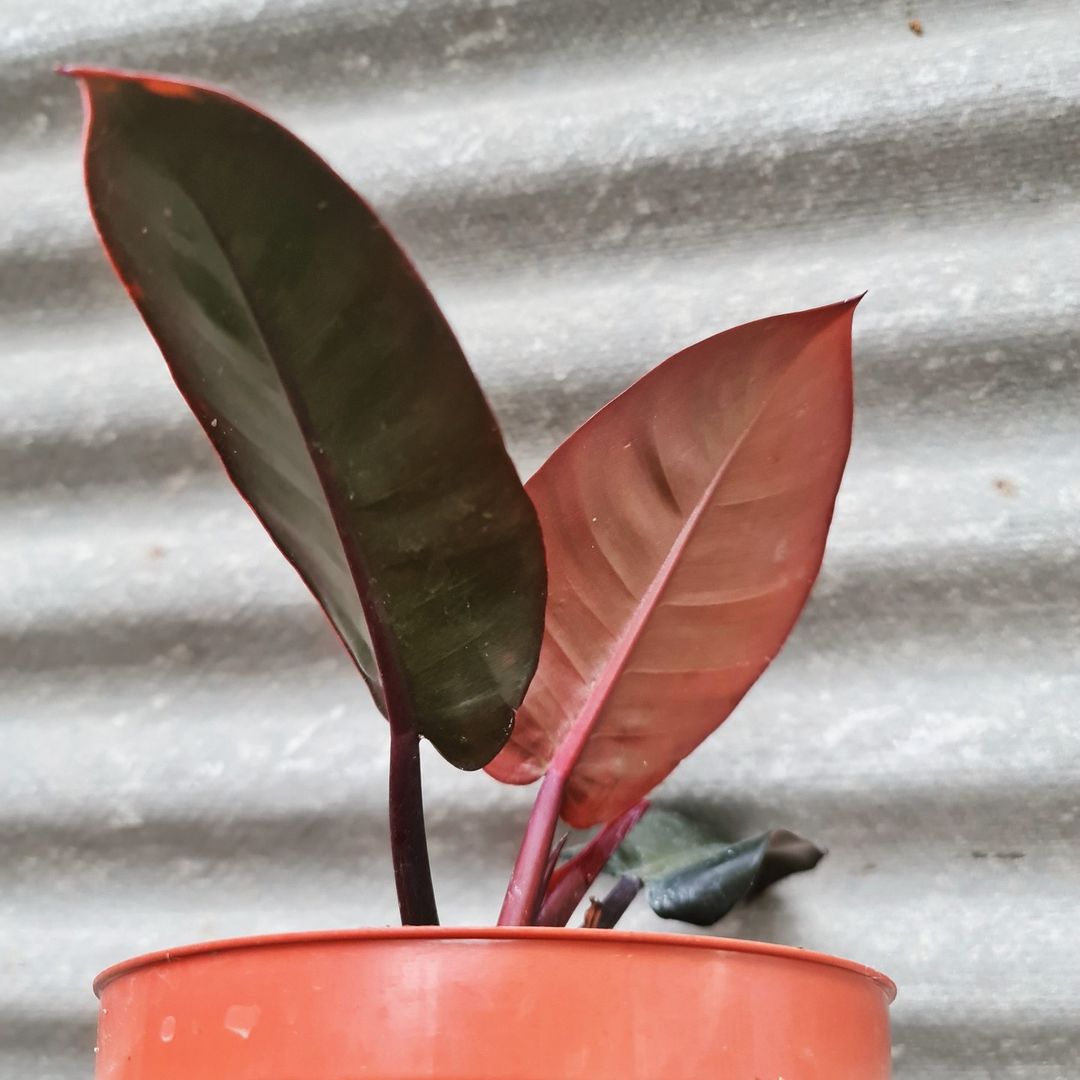 Philodendron Black Cardinal Tropical Plants KOKONATPLANT
