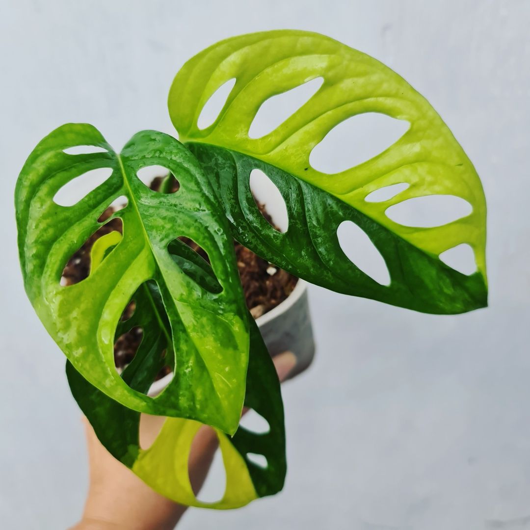 Monstera Adansonii Yellow Variegated KOKONATPLANT