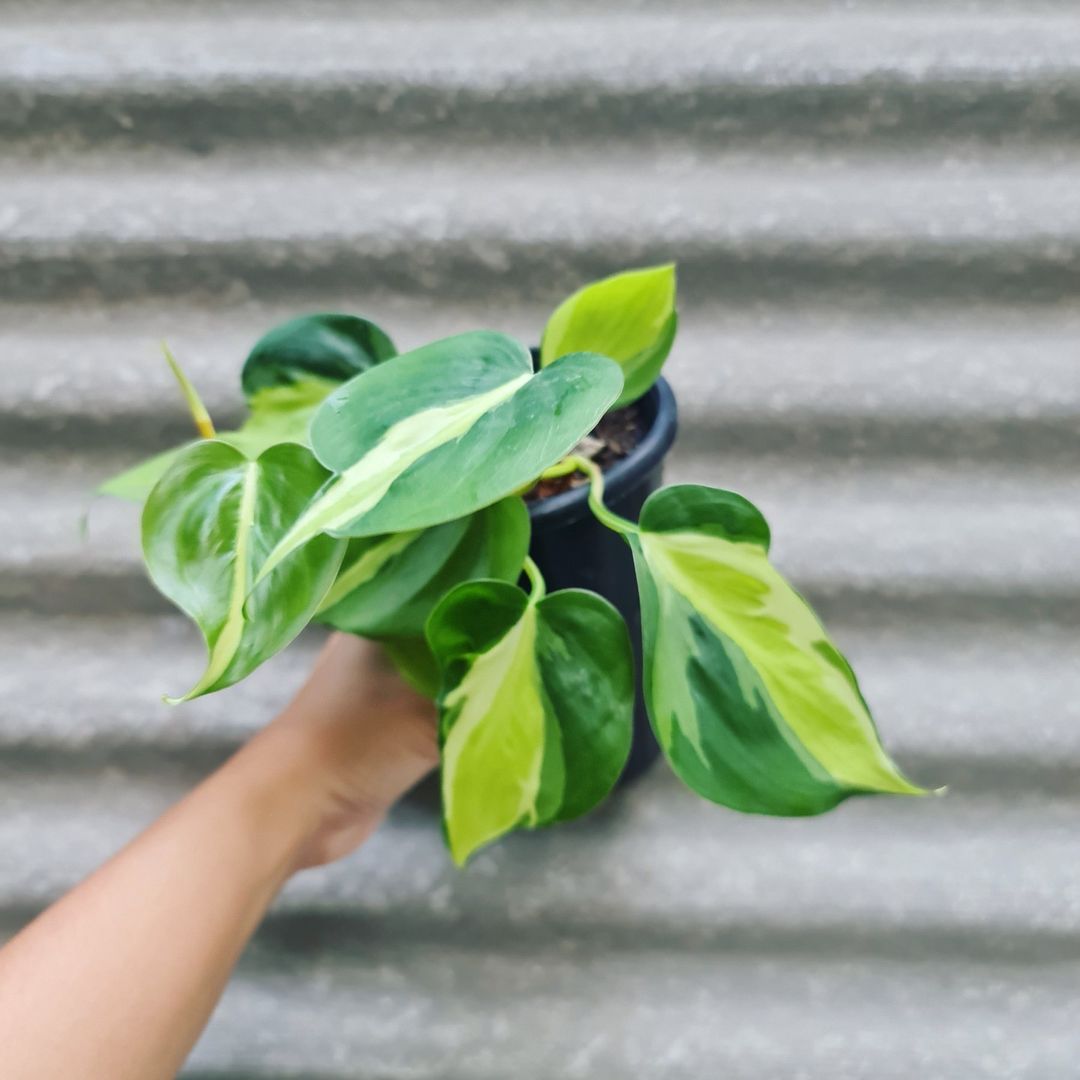 Philodendron Cream Splash Tropical Plants KOKONATPLANT