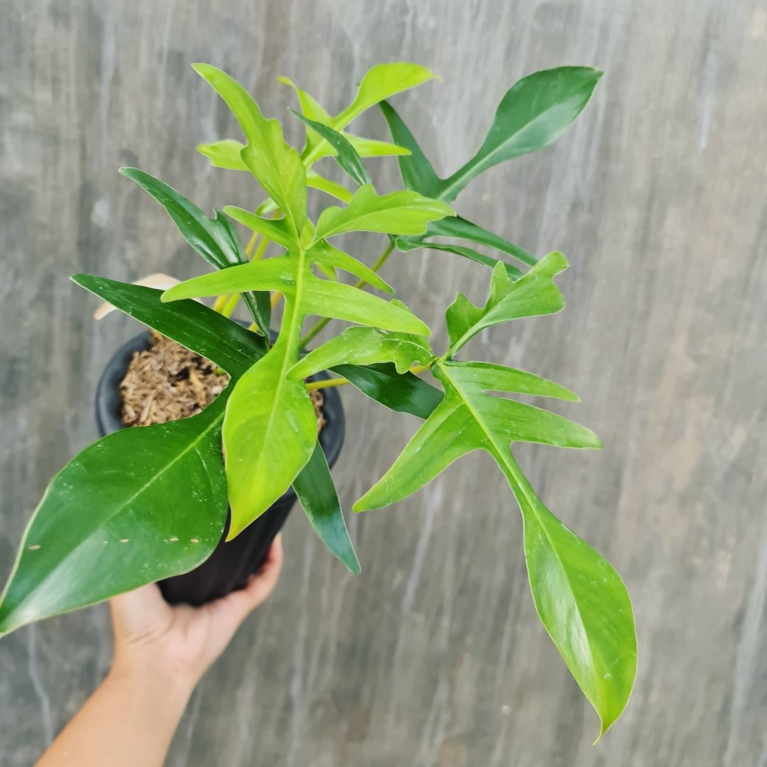 Philodendron Gladhand Glad Hand Tropical Plants KOKONATPLANT