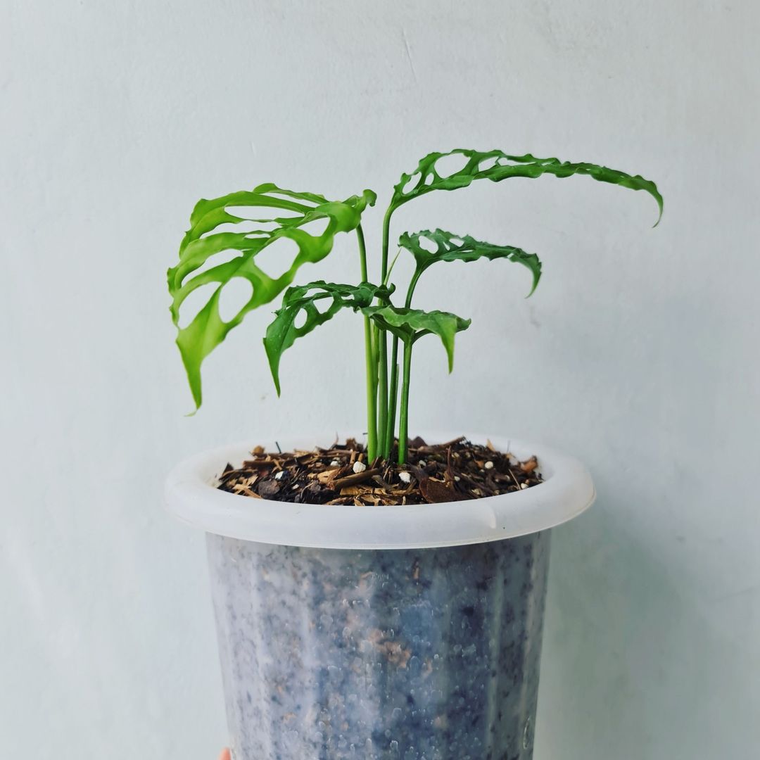 Monstera Obliqua Peru Tropical Plants KOKONATPLANT