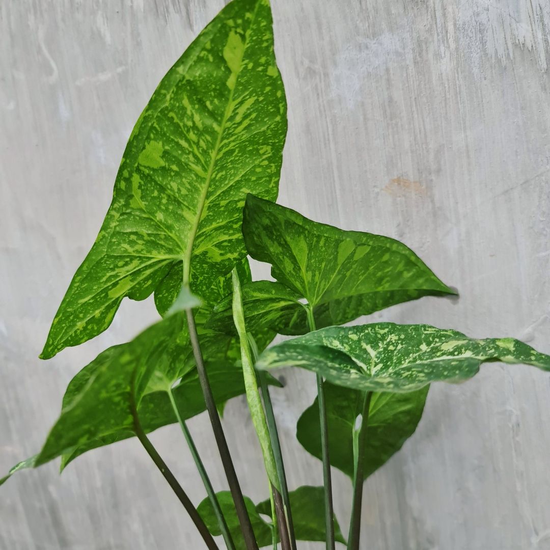 Syngonium Panda Galaxy War Variegated Tropical Plants KOKONATPLANT