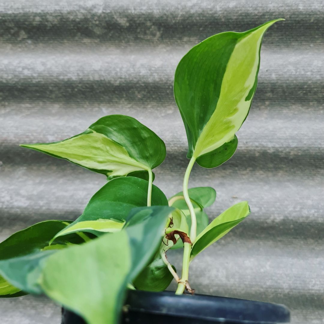 Philodendron Cream Splash Tropical Plants KOKONATPLANT