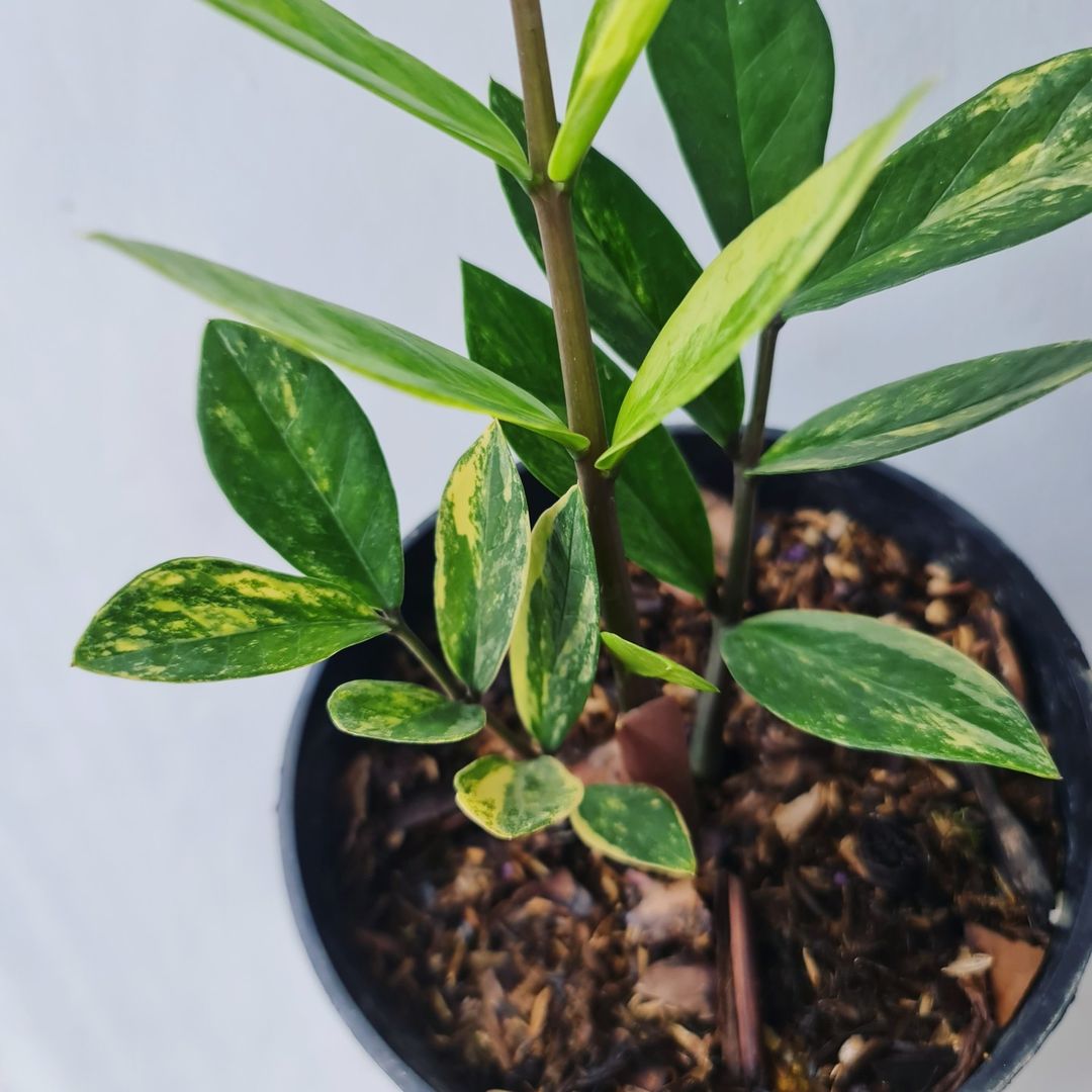 Zamiaculcas Zamiifolia Variegated Tropical plants KOKONATPLANT