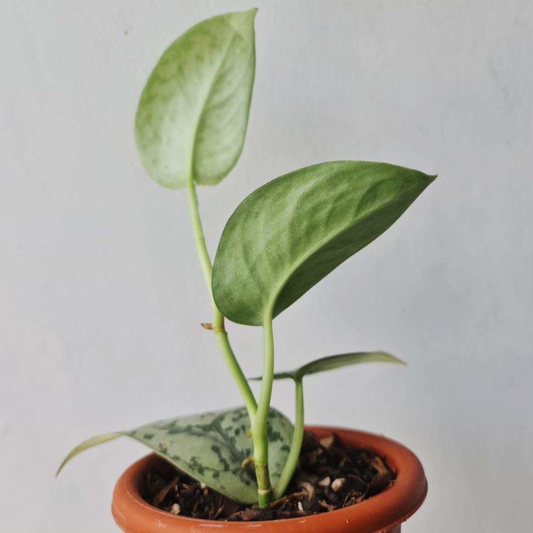 Scindapsus Silver Lady Tropical Plants KOKONATPLANT